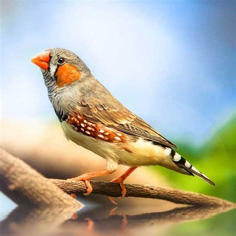Ask About Birds