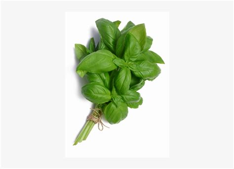 Basil - Орегано Базилик PNG Image | Transparent PNG Free Download on ...