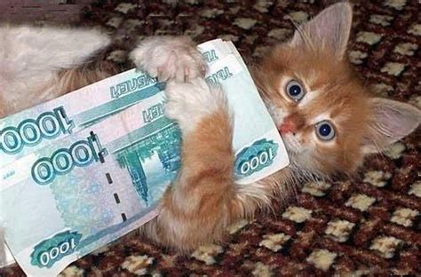 Сколько стоит котенок, цены на шотландских котят, стоимость британского ...