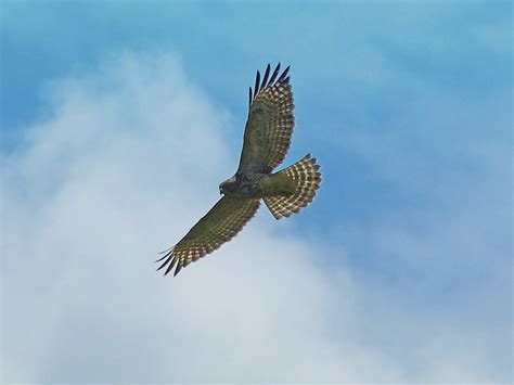 Juvenile Red Shouldered Hawk Feederwatch