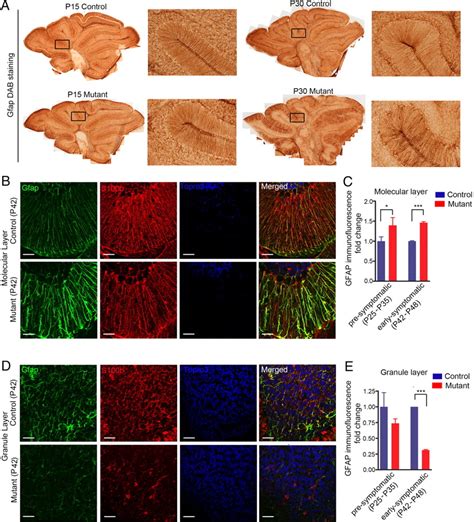 Deletion Of Astroglial Dicer Causes Non Cell Autonomous Neuronal