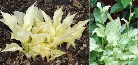 White Feather - Bouwmeester Vaste Planten
