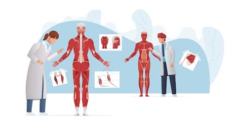 Strona Anatomia Czlowieka Zdj Cia Darmowe Pobieranie Na Freepik