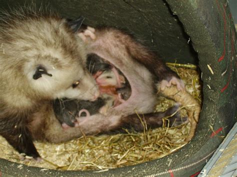 Baby Virginia Opossums in the pouch - Page 3 - Reptile Forums