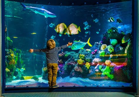 Аквариум Sea Life в Стамбуле: фото и описание. Как добраться до ...