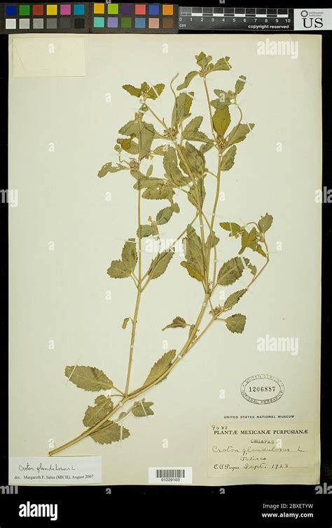 Croton Glandulosus L Croton Glandulosus L Stock Photo Alamy