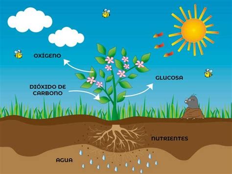 Qué necesita una planta de marihuana para vivir FlorProhibida