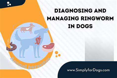 Diagnosing and Managing Ringworm in Dogs (Full Treatment Guide ...