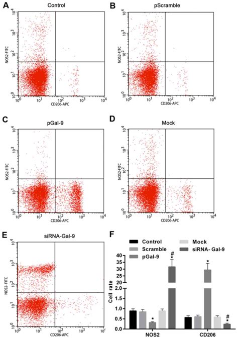 Regulation Of M1‑type And M2‑type Macrophage Polarization In Raw264 7 Cells By Galectin‑9