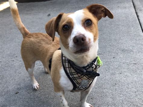 Shelter Dogs That Need Homes in 2020 | Reader's Digest