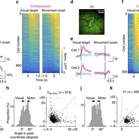 In Vivo Two Photon Calcium Imaging Of Neuronal Activity A Schematic