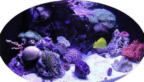 Overview Of Tank Tank Shots Nano Reef Community