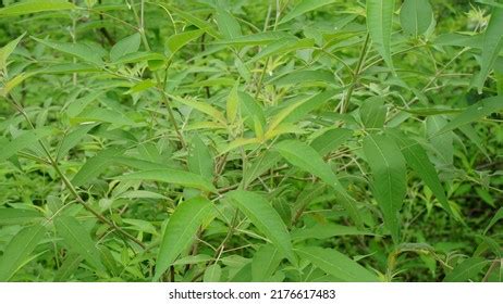 Lagundi Fresh Leaves India Stock Photo 2176617483 | Shutterstock