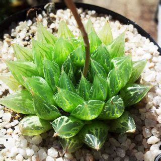 Haworthia la familia de suculentas más impresionante