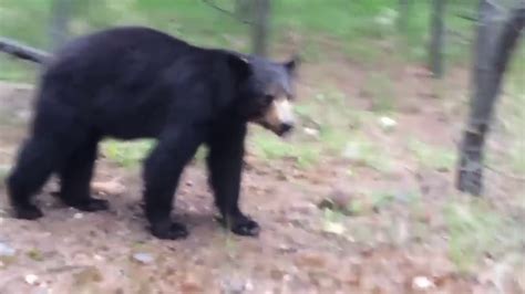 Man Gets Chased By A Bear 2017 YouTube