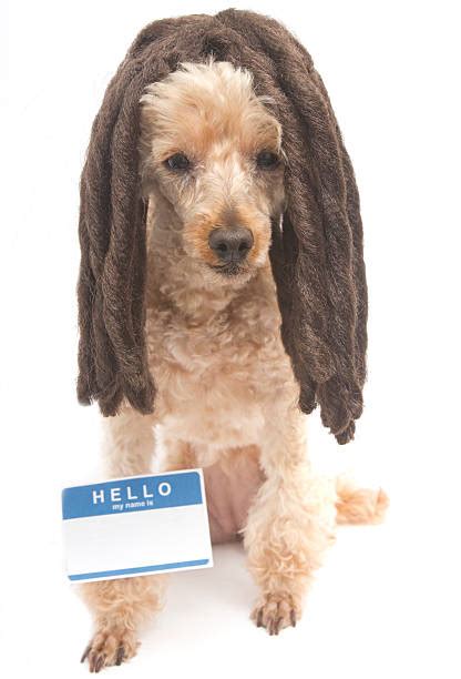 Poodle With Dreads Stock Photos Pictures And Royalty Free Images Istock