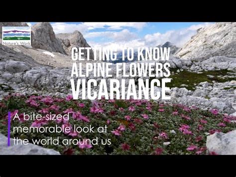 Vicariance In Alpine Flowers Youtube