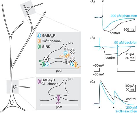 Figure 1 From The Roles Of Gabab Receptors In Cortical Network Activity Semantic Scholar