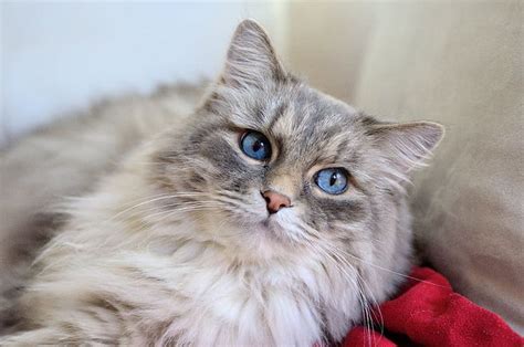 Fakta Tentang Kucing Bermata Biru Apakah Ada Hubungannya Dengan