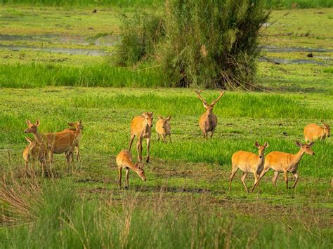 Top Comparison Of Wildlife Diversity With India In Focus