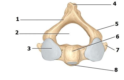 Axis (Superior) Diagram | Quizlet