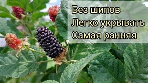 Ежевика Коламбия Санрайз - YouTube