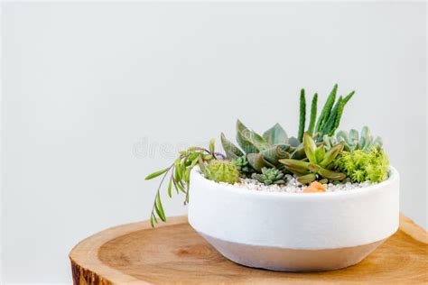 Group Of Succulent And Cactus Arrangement Decor Element Clay Pot Stock