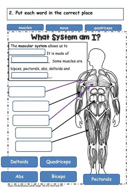 Muscular System Live Worksheets Worksheets Library