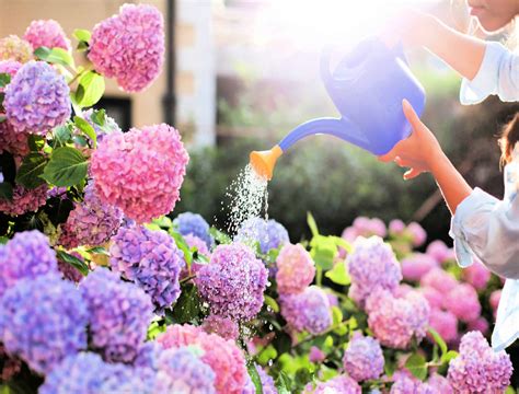hydrangea      water backyard boss