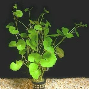 Brazilian Pennywort - Learn How to Grow Brazilian Pennywort in an ...