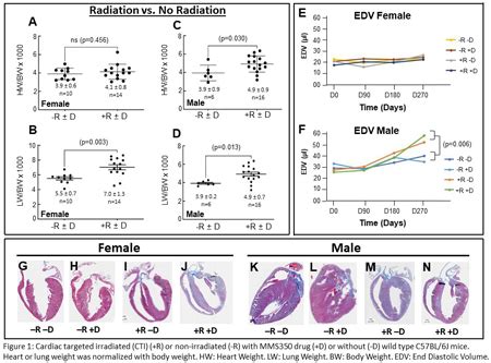 Abstract Sex Difference Following Cardiac Targeted Irradiation In Mice Circulation