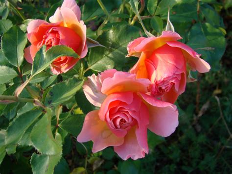 Le jardin de Catherine: Le rosier 'Jean Cocteau'