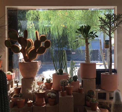 Лавка кактусов: где находится и что посмотреть рядом