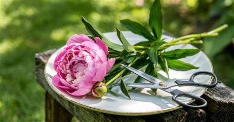 How To Cut Peonies A Simple Guide For Gardeners