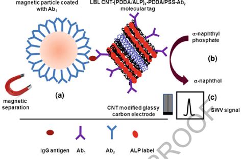 3 Schematic Representation Of Immunosensor Protocol Using Multilabel