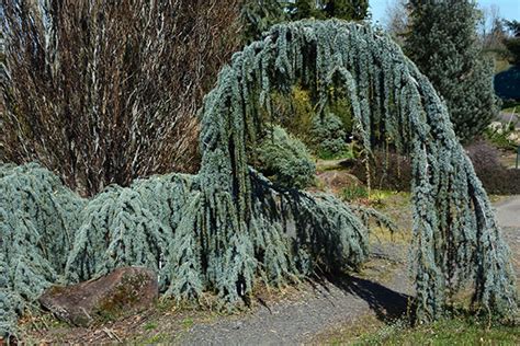 Cedrus atlantica 'Glauca Pendula' | Landscape Plants | Oregon State University