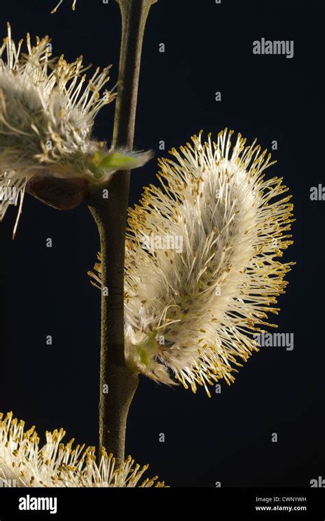 Pussy Willow Catkins Signs Of Spring Stock Photo Alamy
