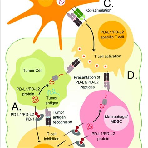 Targeting Pd L And Pd L Expressing Cells A T Cells In The Tumor