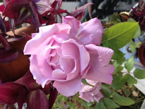 Épinglé par Lyn Oldham sur flowers