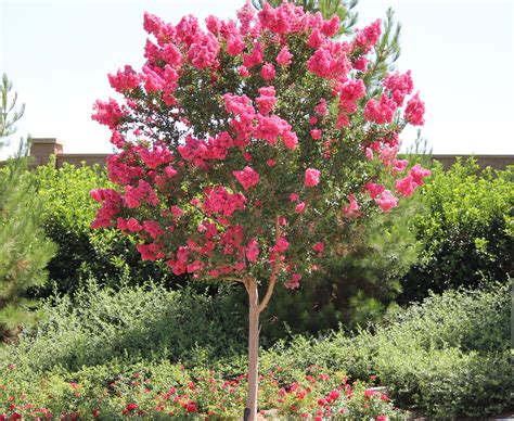 Colorful Crepe Myrtle Trees Are Beautiful To Landscape With