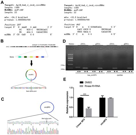 Aging Circular Rna Circsp Promotes Hepatocellular Carcinoma Growth