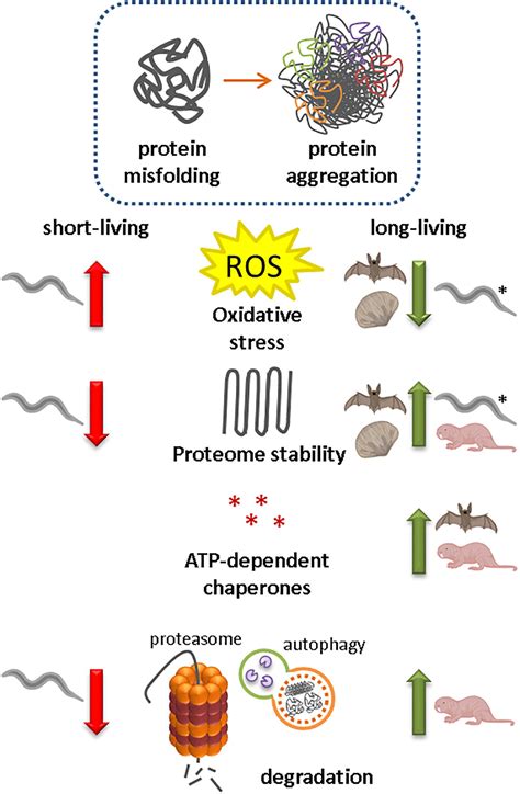 Frontiers Regulation Of Age Related Protein Toxicity