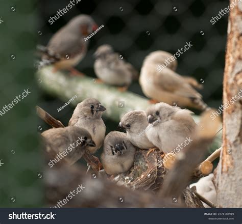 Baby Zebra Finch Chicks Aviary On Stock Photo 2274188919 Shutterstock