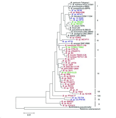 | Neighbor-Joining tree based on 16S rRNA gene sequences of ...