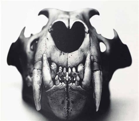 Lion Front View Prague 1986 Teschi Arte Teschio Idee Per Disegnare