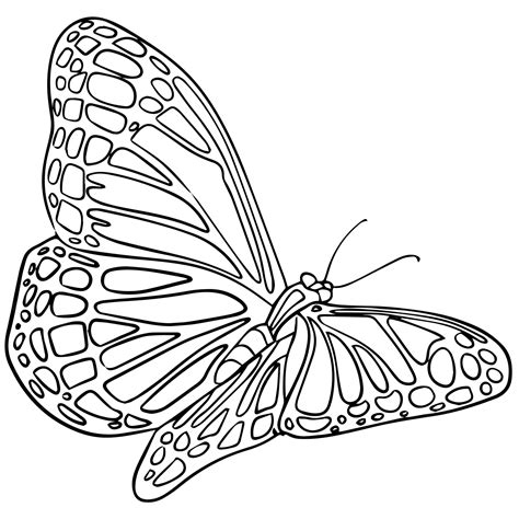 monarch butterfly coloring sheets