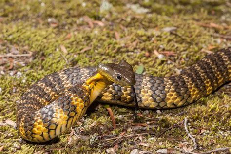 Tiger Snake: Australia's Stealthy Reptilian Wonder | WorldWeet