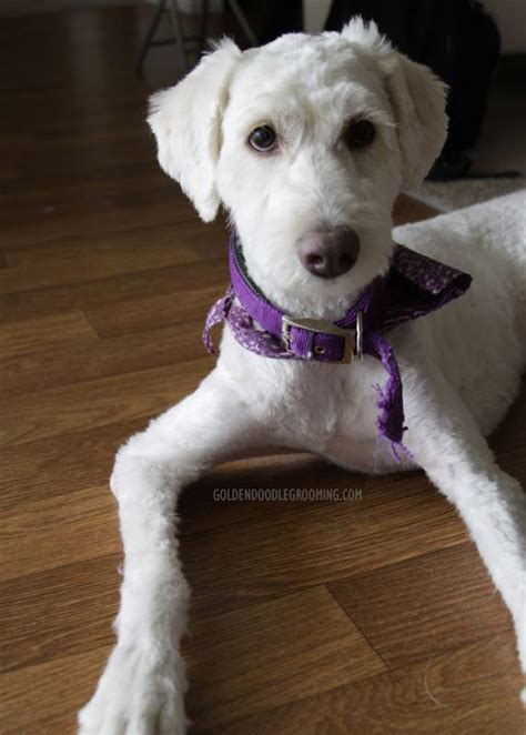 Goldendoodle Haircuts that Will Make You Swoon!