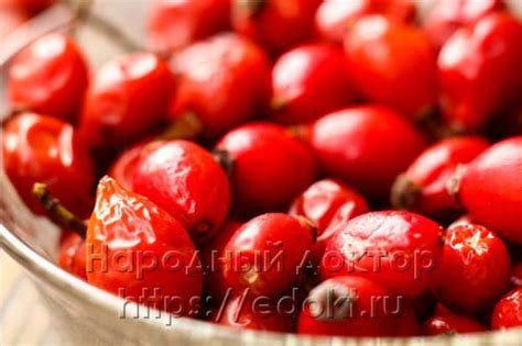 Как собирать и сушить шиповник на зиму в домашних условиях?