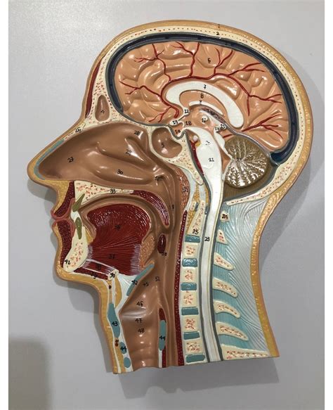 Anatomia Da Cabeca Humana - Anatomia Da Cabeca Humana